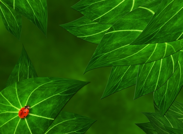 Creation of Ladybug on the leaves: Step 5